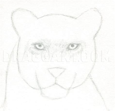 drawing of a panther|how to draw panther face.